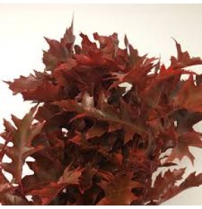 ΠΛΑΤΑΝΟΦΥΛΛΑ KOKKINA  QUERCUS  RUBRA ROD
